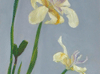 Rock garden irises 5"x7"